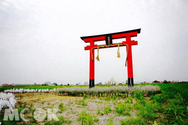 2015雲林花海節以戀戀雲林北海道為主軸，打造充滿日式風情的花海節日。(圖片提供／雲林縣莿桐鄉農會)