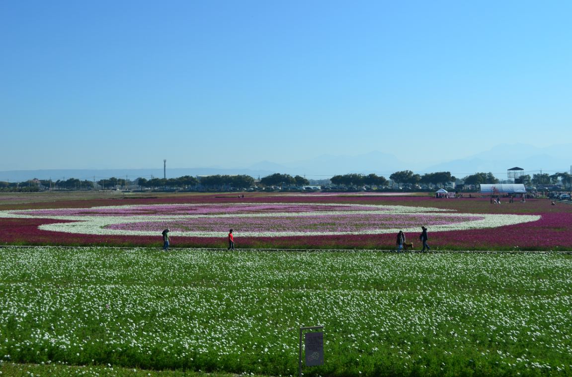 每年雲林縣政府都會舉辦不同主題的花海節日，圖為2013孩沙里花海景色。(圖片來源／雲林縣政府)