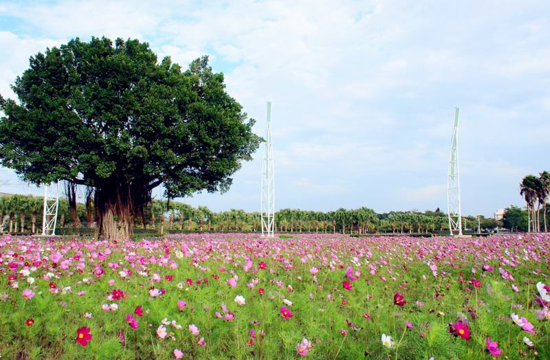 六大主題活動與美麗花海，歡迎全家一起來玩。(圖片來源／彰化生活通)