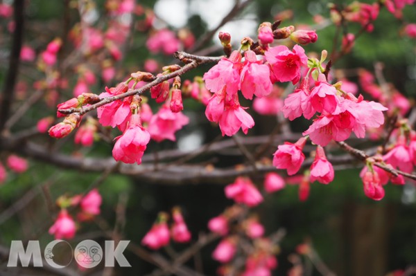 含苞待放的山櫻花於二月下旬到三月上旬滿開。（攝影／MOOK景點家張盈盈）