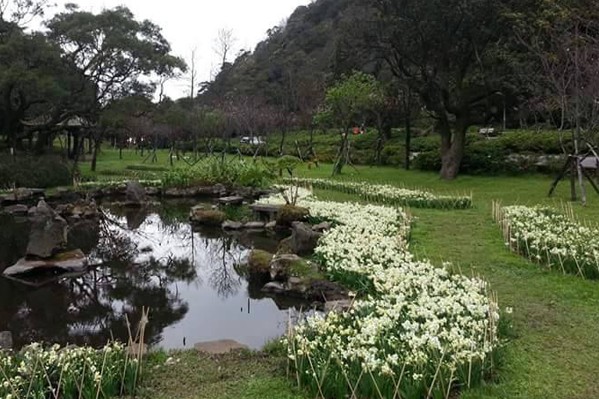 水仙花期短，要把握3月上旬前觀賞時期。(圖片來源／陽明山花季)