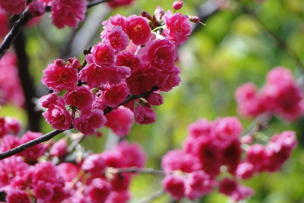 八重櫻濃烈的艷紅印象，嬌豔盛開。(圖片來源／陽明山花季)