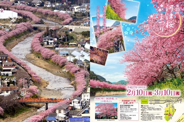 河津川河岸兩側夾水道而開的櫻花樹，壯觀而美麗。(圖片來源／河津櫻まつり情報局)