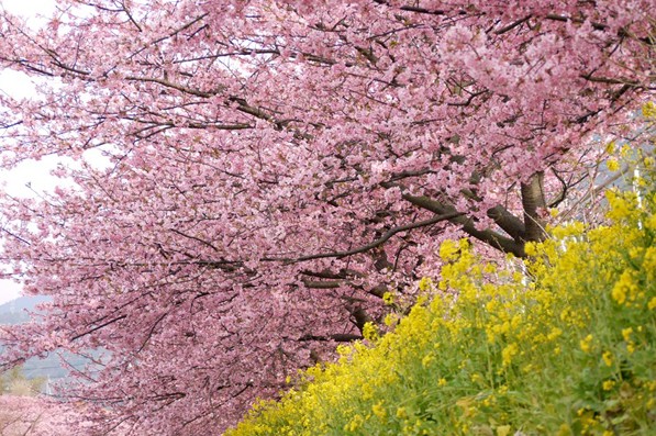 粉色櫻花與油菜花田相互輝映。(圖片來源／銀山莊)