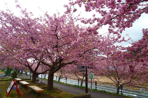 來宮橋一帶的櫻花美景。(圖片來源／河津櫻まつり情報局)
