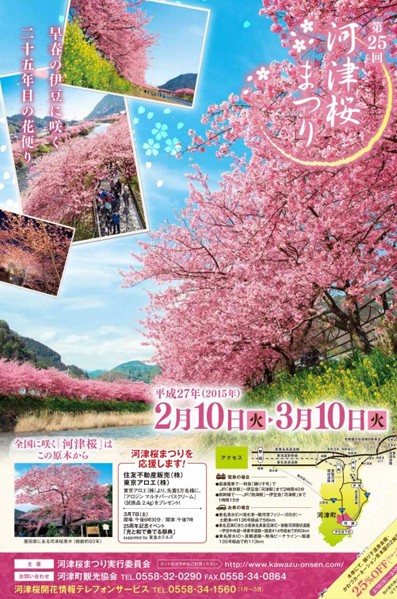 2015年河津櫻櫻花季自2月10日展開，為期一個月。(圖片來源／河津櫻まつり情報局)