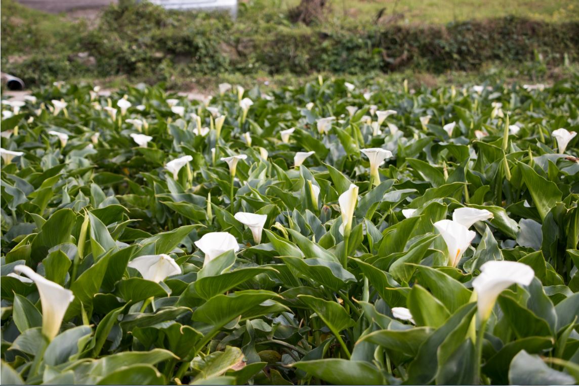 海芋綻放欣欣向榮。（圖片來源／台北市大地處）