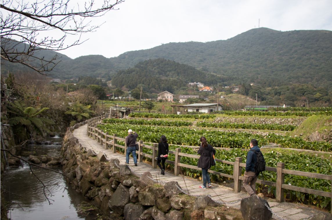 悠遊溪畔步道賞海芋。（圖片來源／台北市大地處）