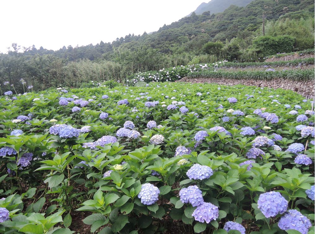 繡球花花色漸層多變化，放眼望去，美不勝收。（圖片來源／台北市大地處）