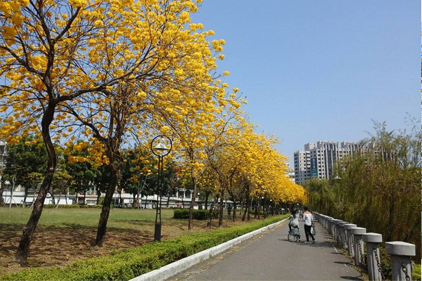 亮眼的風鈴木盛開，捎來春天溫暖的訊息。(圖片來源／高雄市政府)