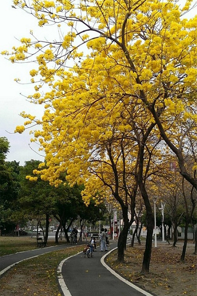 一團團金黃的風鈴木花將高雄點綴得繽紛亮眼。(圖片來源／高雄市政府)