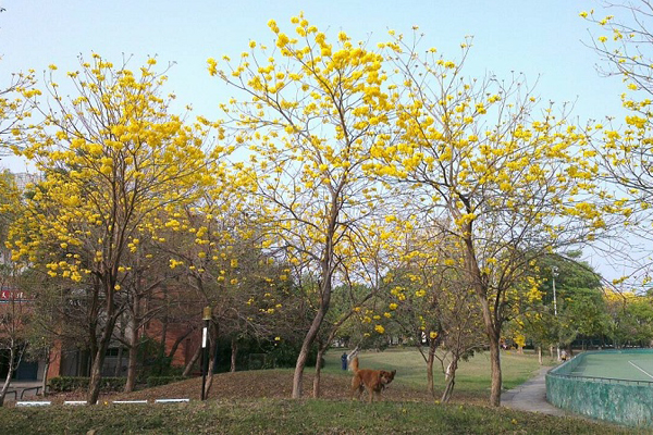 高雄鳳西運動公園幾株風鈴木點綴。(圖片來源／高雄市政府)