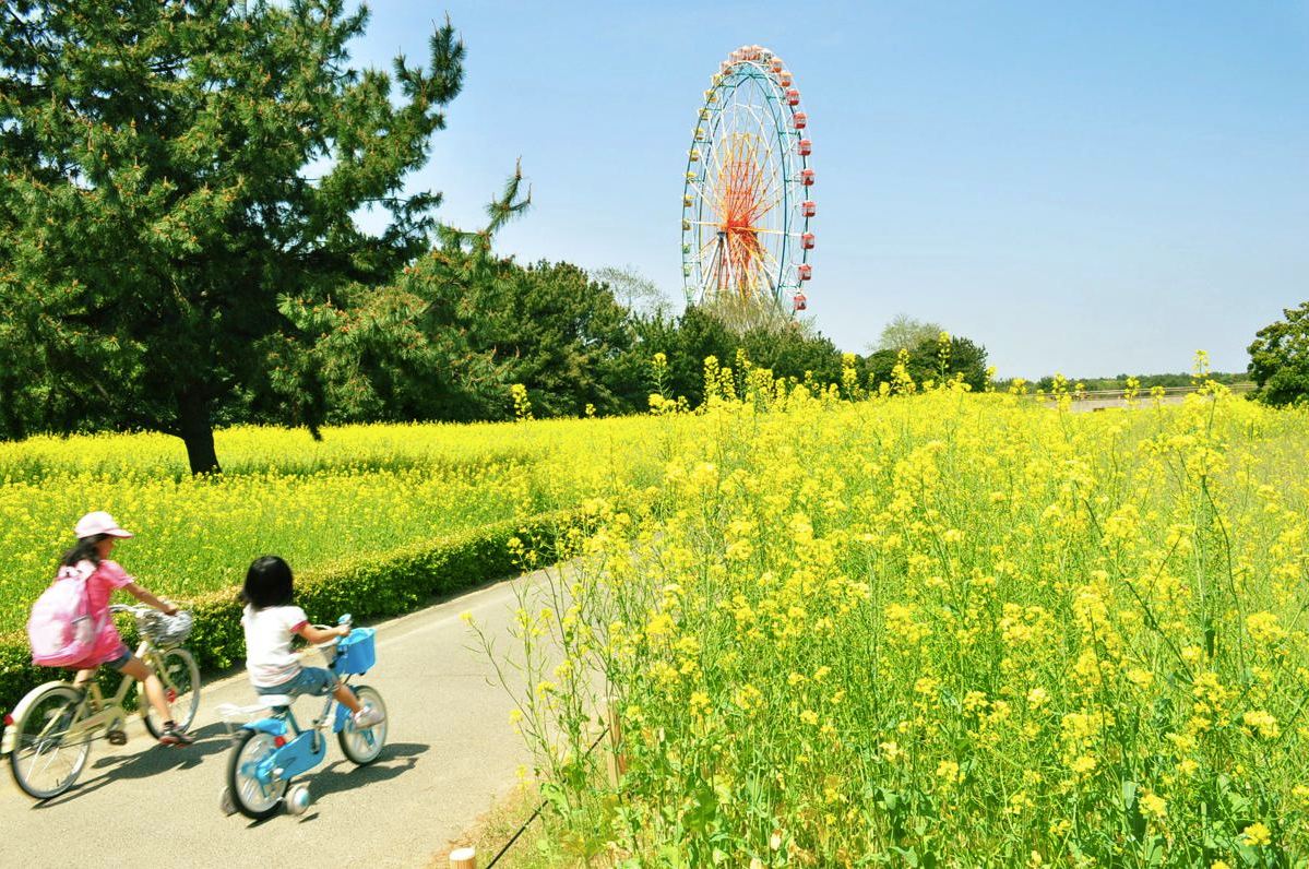 大片的油菜花田，捎來春天到來的消息。（圖片來源／國營ひたち海浜公園）