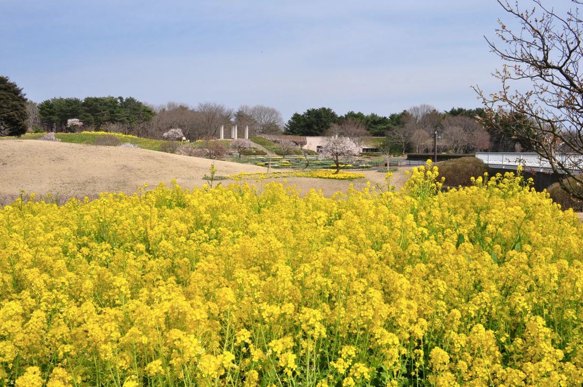 金黃色的油菜花毯，充滿春天的歡樂氣息。（圖片來源／國營ひたち海浜公園）