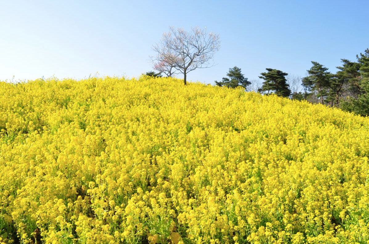 大片的油菜花佈滿山丘，如畫作般美麗。（圖片來源／國營ひたち海浜公園）
