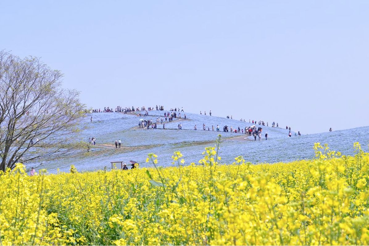 黃色菜花與琉璃唐草花海花海相互輝映。（圖片來源／國營ひたち海浜公園）