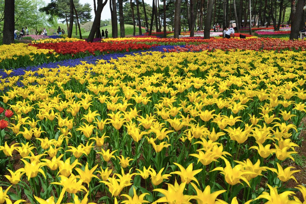 星星般的花朵，像點點繁星閃爍。（圖片來源／國營ひたち海浜公園）