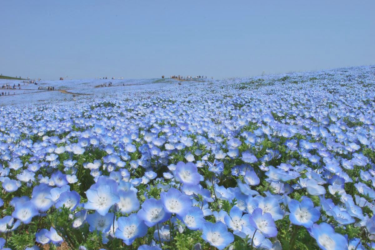 淺藍淺紫色的琉璃唐草粉嫩模樣、隨風搖曳惹人喜愛。（圖片來源／國營ひたち海浜公園）