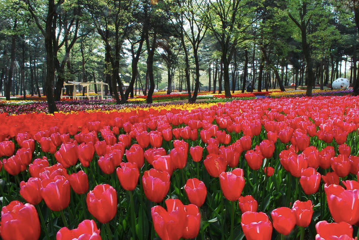 四月中旬至下旬鬱金香花盛開。（圖片來源／國營ひたち海浜公園）