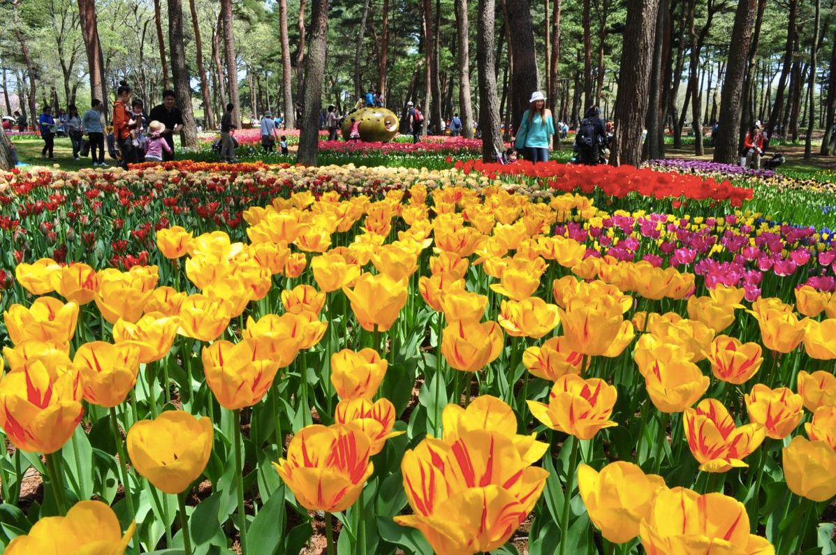 鬱金香花海顏色鮮豔繽紛。（圖片來源／國營ひたち海浜公園）