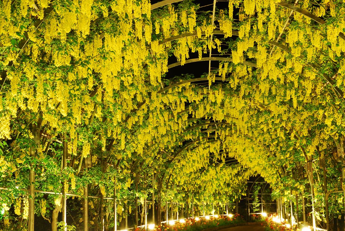 夜間的黃藤隧道動人美麗。(圖片來源／足利花公園)