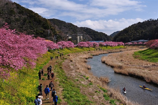 每年活動期間都吸引了不少遊人前來。(圖片來源／minami-izu)