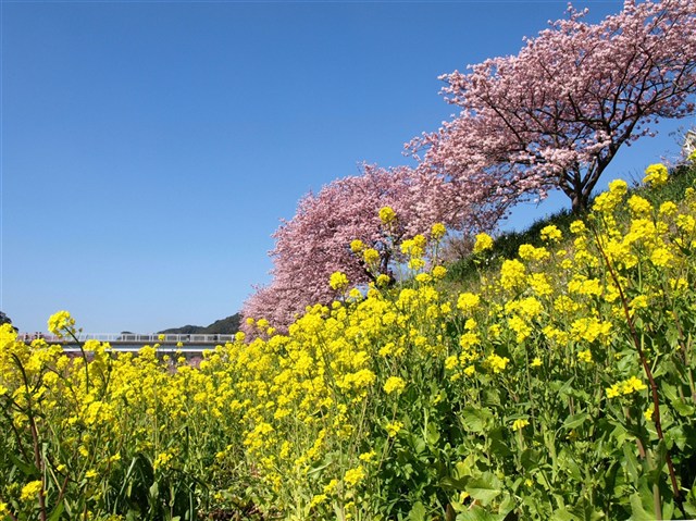 感受櫻花與菜花綻放的春天魅力。(圖片來源／minami-izu)