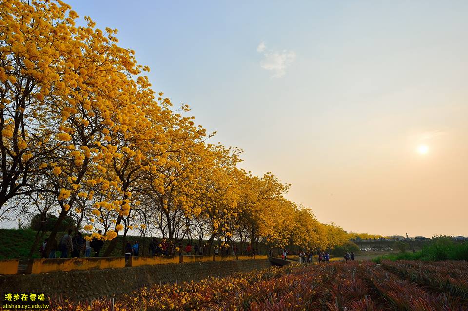 金黃耀眼的風鈴花，如美麗的簾幕垂掛於田邊。(圖片提供／漫步在雲端的阿里山黃源明)