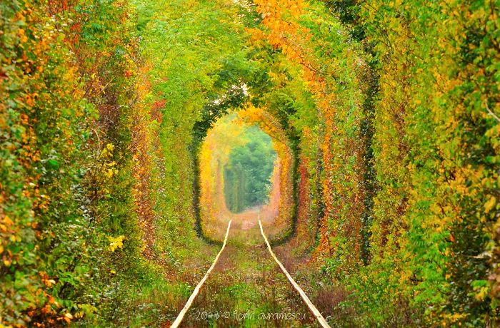 Tunnel Of Love, Romania, Caras-severin。(圖片來源／boredpanda)
