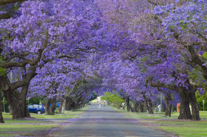 Grafton, Nsw Australia。(圖片來源／boredpanda)