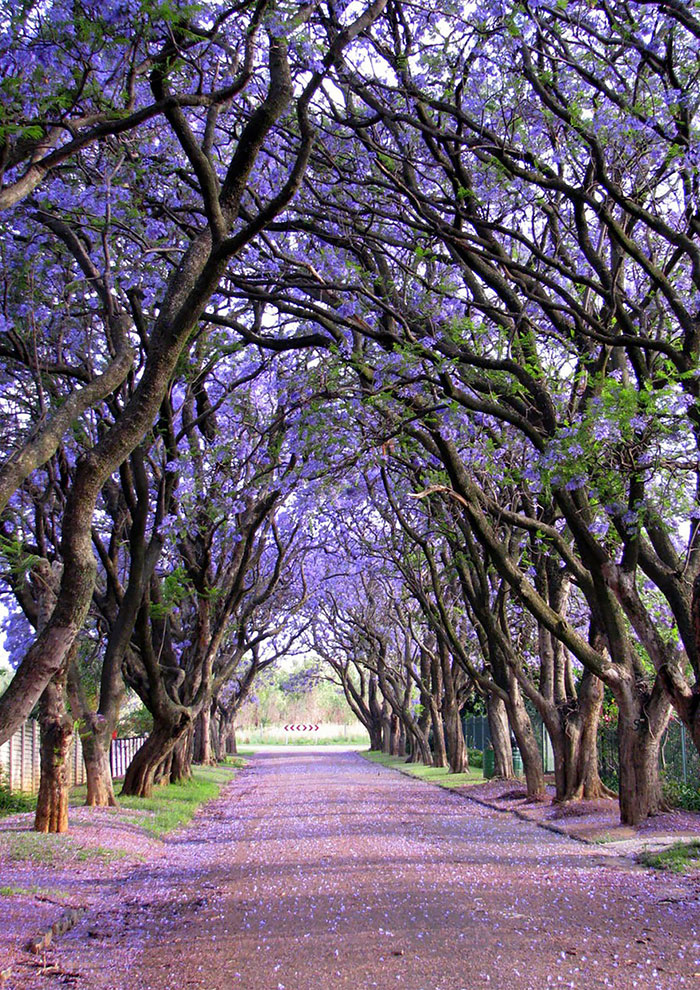 Cullinan, South Africa。(圖片來源／boredpanda)