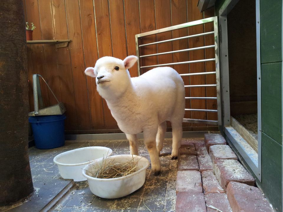 可愛的小羊是Thanks Nature Café裡的大明星。(圖片來源／Thanks Nature Cafe)