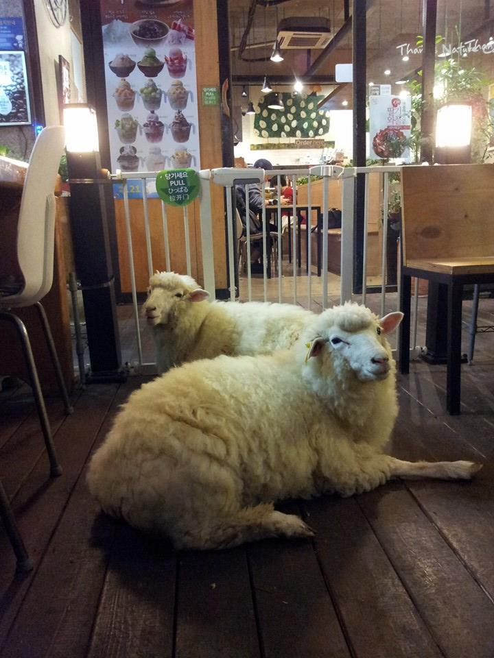 綿羊悠哉地坐在地上，陪伴大家一起度過悠閒時光。(圖片來源／Thanks Nature Cafe)