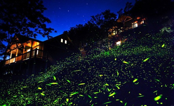 春夏螢火蟲成閃爍光，讓夜裡顯得奇幻美麗。(圖片來源／阿里山國家公園）