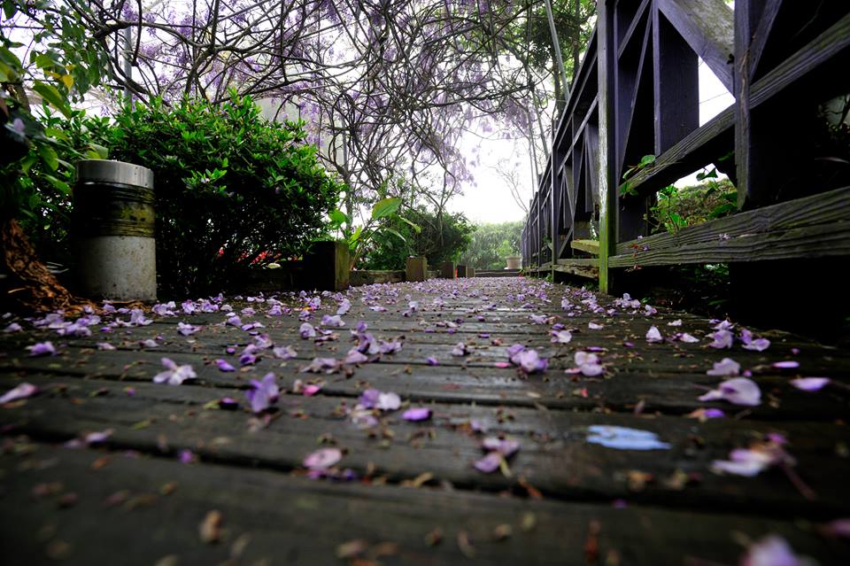瑞里茶壺民宿下起了浪漫的紫藤雨。(圖片來源／瑞里茶壺民宿）