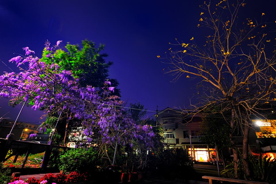 夜間的紫藤花模樣更是迷人。(圖片來源／瑞里茶壺民宿）