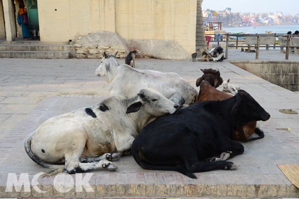 在印度各地隨處可以見到牛隻走動。(攝影／MOOK景點家廖啟佑)
