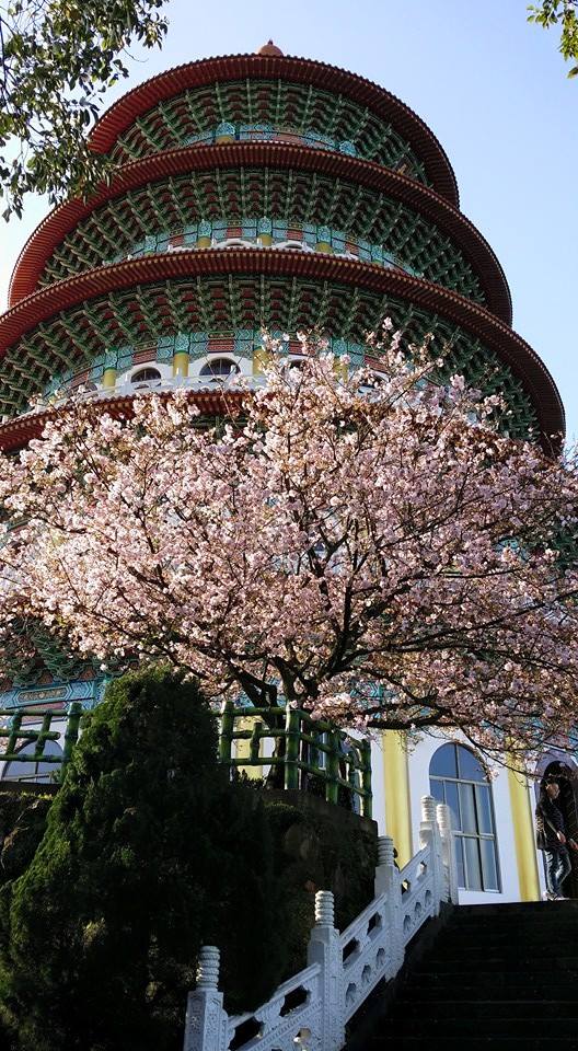 天元宮前櫻花樹盛開。(圖片來源／淡水天元宮花況報導)