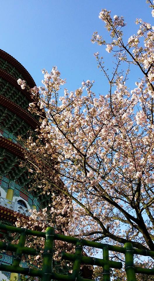 盛開的櫻花。(圖片來源／淡水天元宮花況報導)