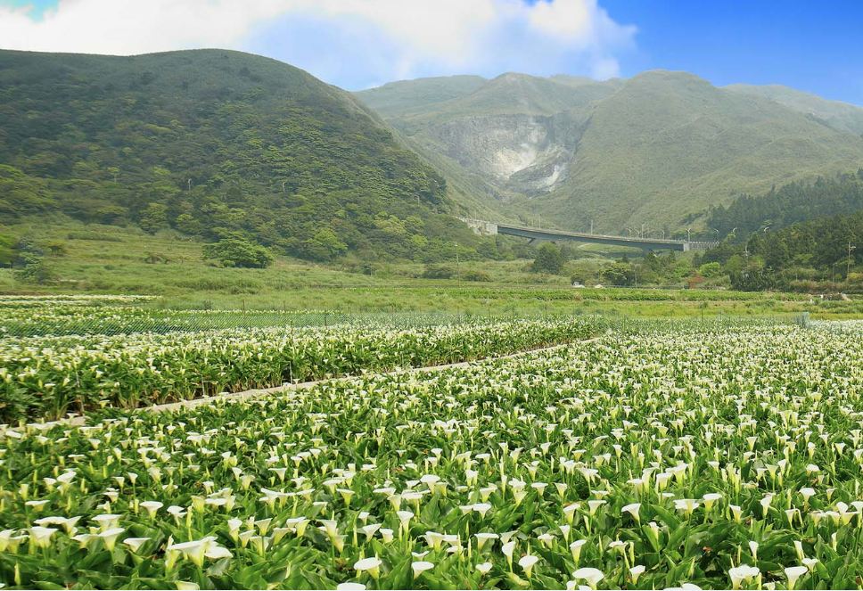 美麗的海芋花田綻放於寬闊的頂湖地區。（圖片來源／夢遊仙境竹子湖）