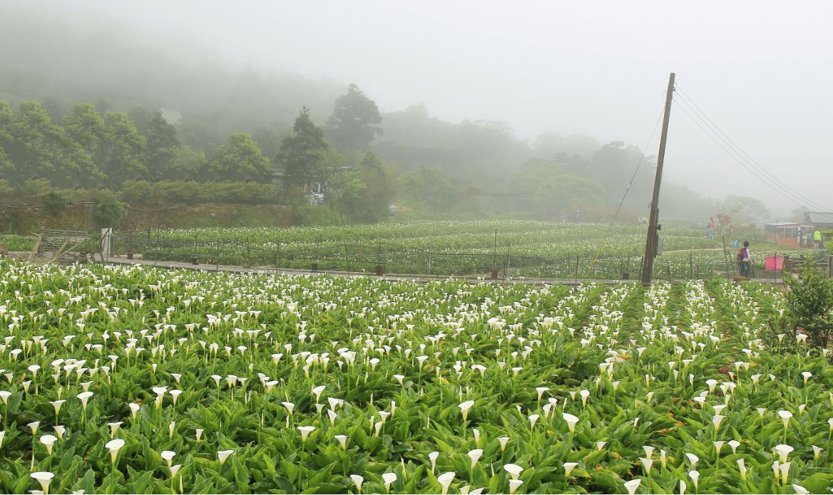 美麗的海芋花田綻放於寬闊的頂湖地區。（圖片來源／夢遊仙境竹子湖）