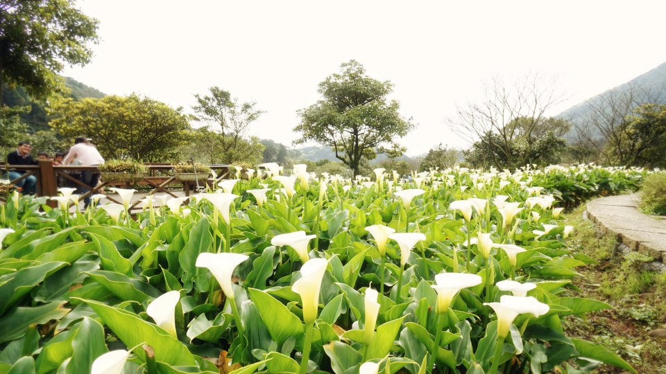 海芋季自3月20日登場。（圖片來源／海芋季）