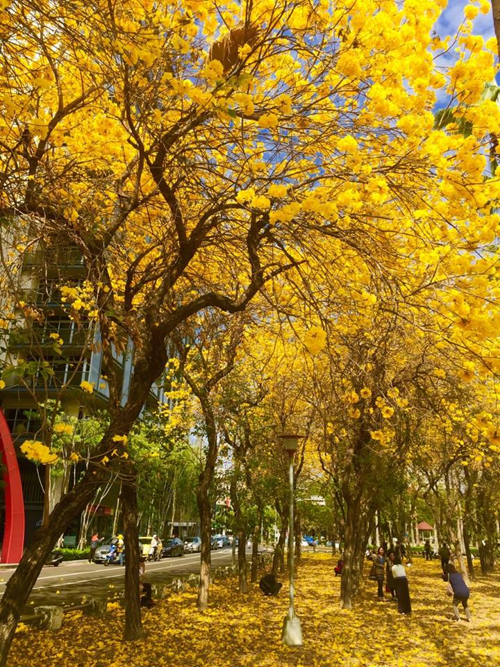 風鈴木搭乘了金黃色隧道。（圖片來源／賴清德）