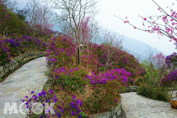 紫牡丹(梅嶺梅峰古道)。（圖片提供／台南市政府觀光旅遊局）