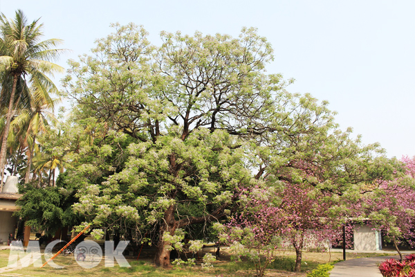 台灣苦楝(臺南公園)。（圖片提供／台南市政府觀光旅遊局）