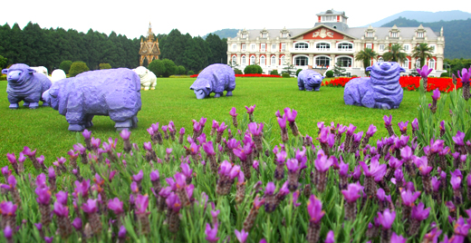 紫戀彩羊，散落在綠草如茵的草地上。（圖片來源／九族文化村）