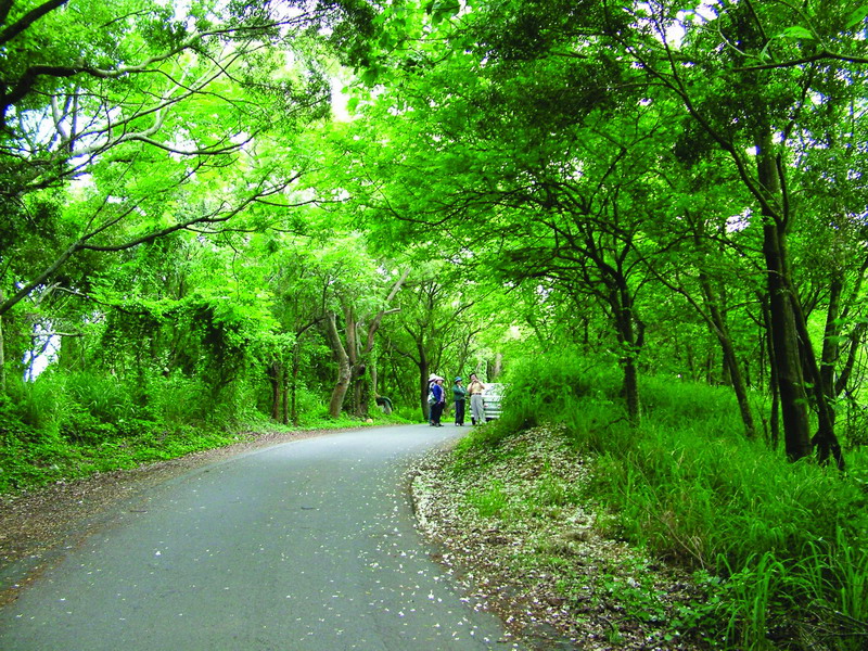 油桐花步道。（圖片來源／彰化縣政府）