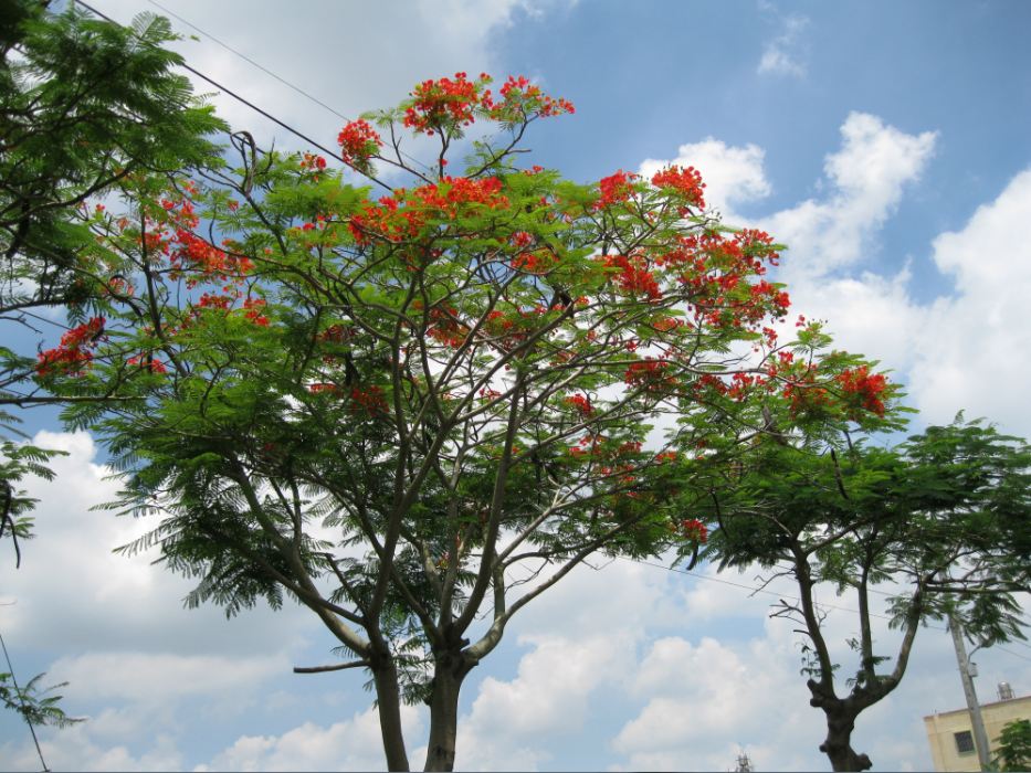 溪州鄉綠筍路鳳凰木隧道。（圖片來源／彰化縣溪州鄉公所）