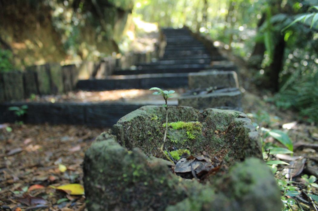 步道兩側小花園。（圖片來源／台北市大地處）