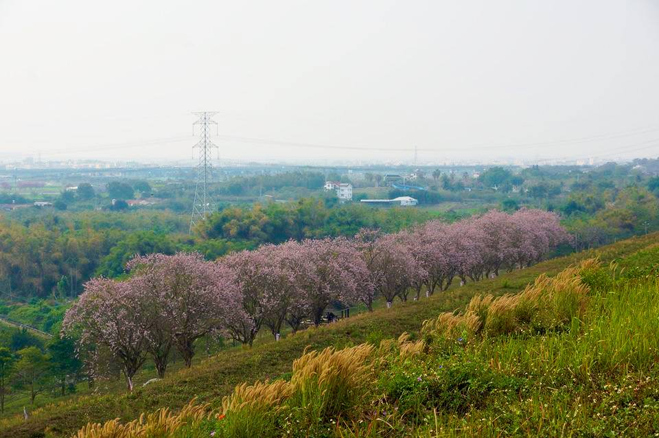 香榭大道成排南洋櫻。（圖片來源／烏山頭水庫風景區）